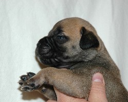 Pesonen 2,5 weeks
