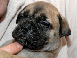 Pesonen 4,5 weeks