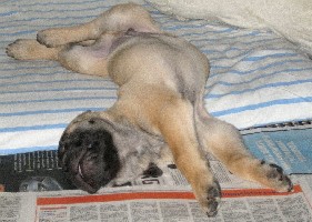 Pesonen 8 weeks