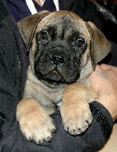 9,5 weeks