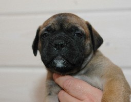 Point 4,5 weeks