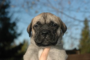 5,5 weeks