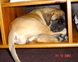 Siiri 8 weeks