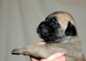 Toka 2,5 weeks