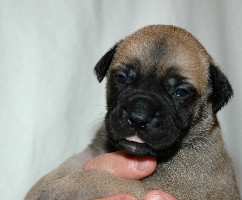 Toka 2,5 weeks