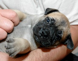 Toka 4,5 weeks