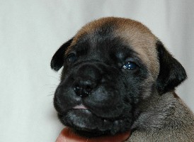 Trea 2,5 weeks