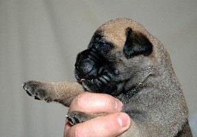 Trea 2,5 weeks
