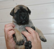 Trea 4,5 weeks