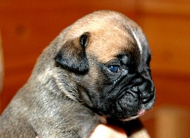 Viiru 2,5 weeks