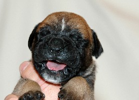 Viiru 2,5 weeks