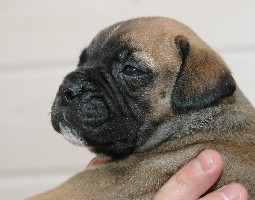 Viiru 4,5 weeks