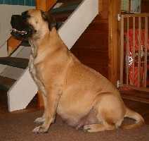 Wiivi expecting