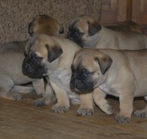 4,5 viikkoa/weeks