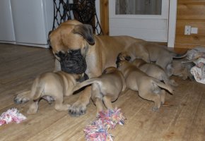 4,5 viikkoa/weeks