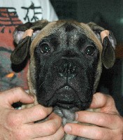 Pesonen 3 months