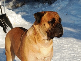Pesonen 3.2011