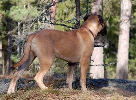 Pesonen 5,5 months