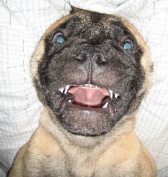 Pesonen 10 weeks