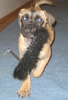 Pesonen 11,5 weeks