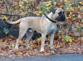 Pesonen 13 months