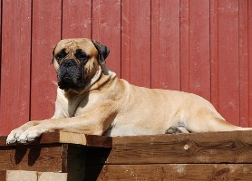 Pesonen 05.2010