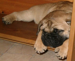Porthos