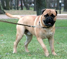 Porthos 3 yrs