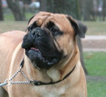 Porthos 3 yrs