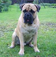 Porthos 2006 