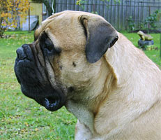 Porthos 2006 