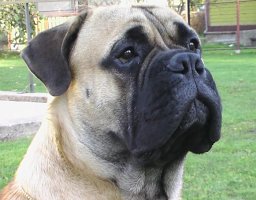 Porthos 11 months