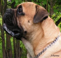 Porthos 1,5 years