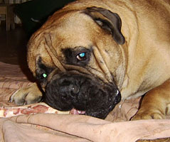 Porthos 2 years old 