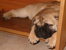 Porthos 6 weeks