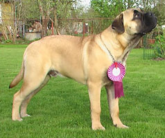Porthos BOB Puppy 2005