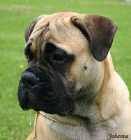 Porthos