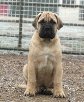 Ramses 11,5 viikkoa/weeks