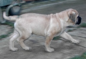 Ramses 11,5 viikkoa/weeks