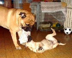 Porthos & Ramses 01.2009