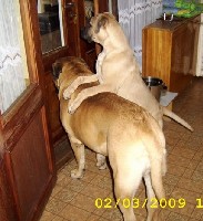 Ramses & Porthos 3.2009