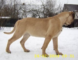 Ramses 4 kk/months