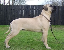 Ramses 6,5 kk/months