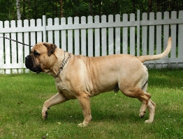 Ramses 20 kk/months