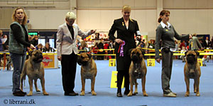 Remarkabull BOB breeder Finnish Winner 2006
