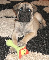 Ronja 11 weeks