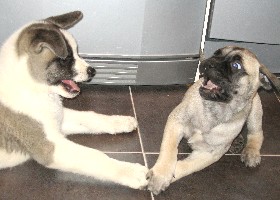 ronja & bosse
