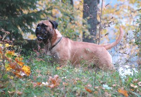 Saurus 09.2007