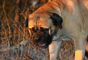 Saurus 3 yrs