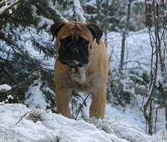 Saurus 4 yrs